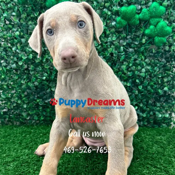 Puppy Dreams - Lancaster 2