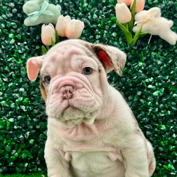 Puppy Dreams - Lancaster 7