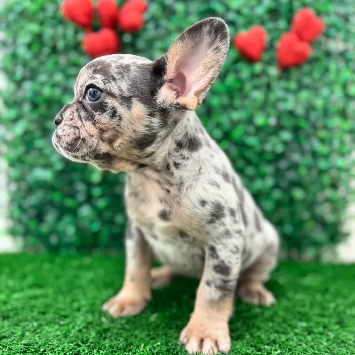 Puppy Dreams - Lancaster 4