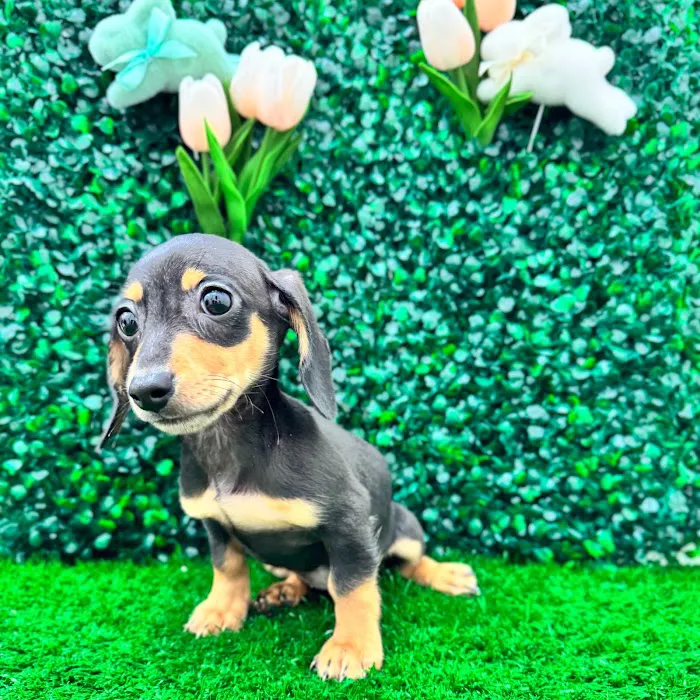 Puppy Dreams - Lancaster 5