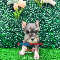 Puppy Dreams - Lancaster ico