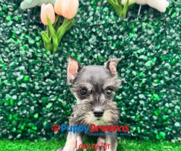 Puppy Dreams - Lancaster