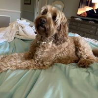 Coastal Veterinary ico