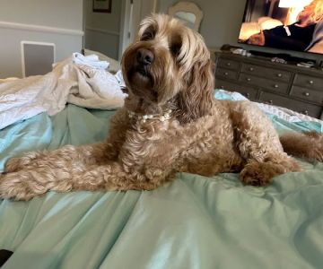 Coastal Veterinary