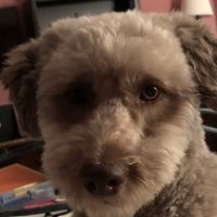 Crestwood Village Veterinary: Riche James J DVM ico