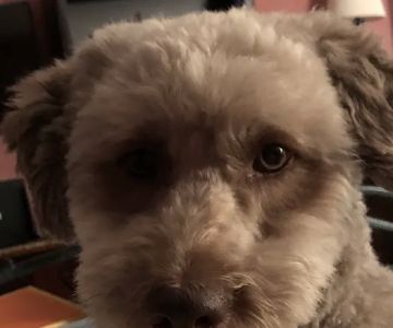 Crestwood Village Veterinary: Riche James J DVM