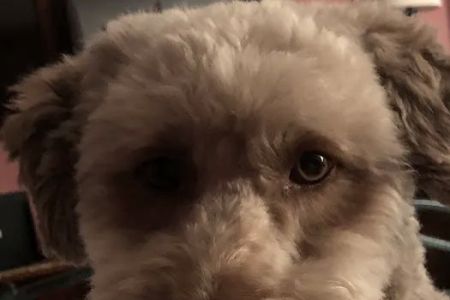 Crestwood Village Veterinary: Riche James J DVM