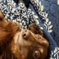 Crestwood Village Veterinary Clinic ico