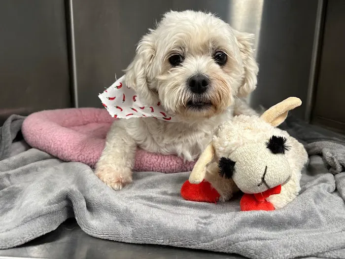 Long Branch Animal Hospital 12