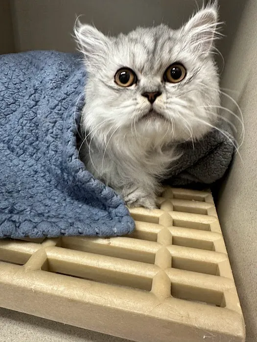 Long Branch Animal Hospital 12