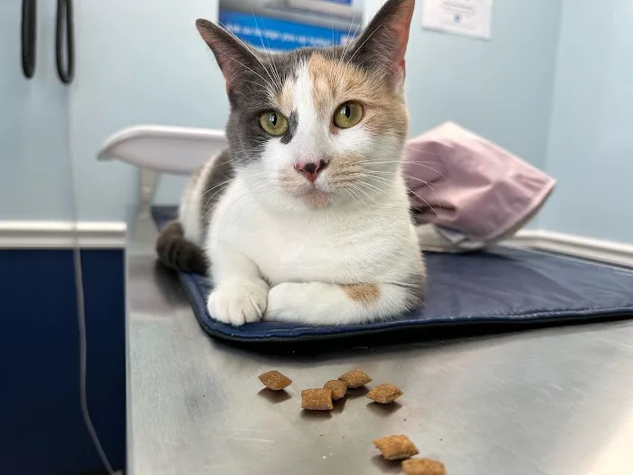 Long Branch Animal Hospital 12