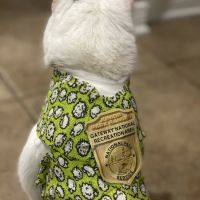 Shoreside Veterinary Care ico