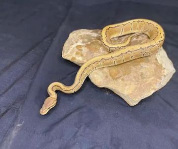 Frugal Feeders & Exotics