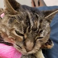 Banfield Pet Hospital ico