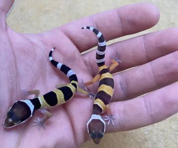 William's Pets and Supplies