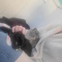 St Georges Veterinary Hospital: Mark Pamela M DVM ico