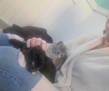 St Georges Veterinary Hospital: Mark Pamela M DVM