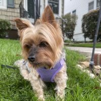 St. Georges Veterinary Hospital ico