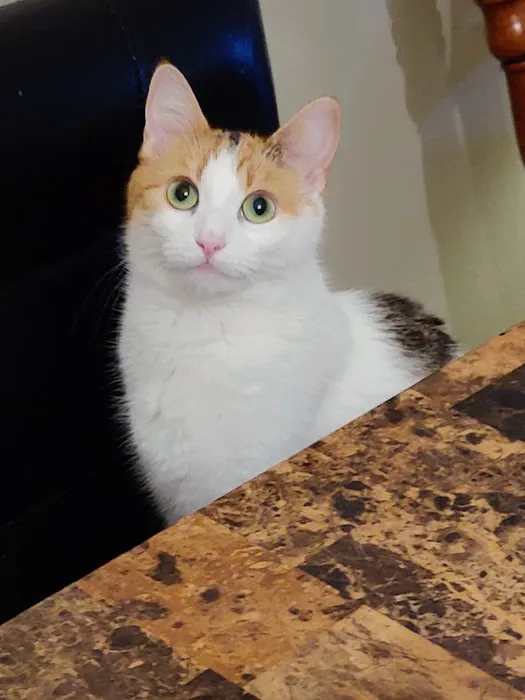 St. Georges Veterinary Hospital 12