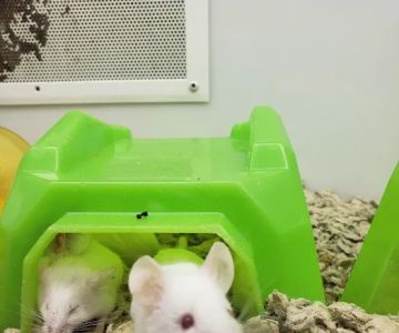 Petco