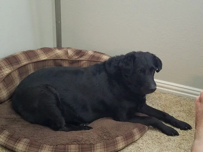 Petco 4