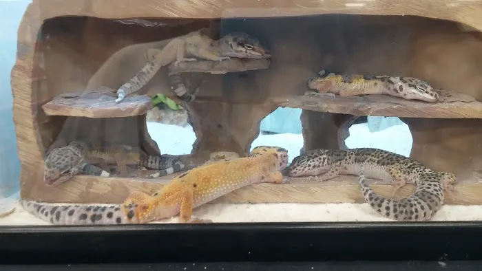 Petco 2