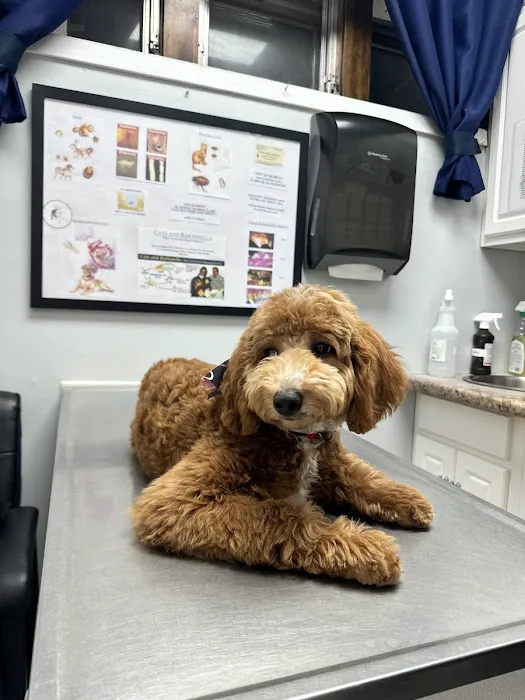 Clark Animal Hospital 12