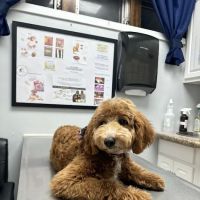 Clark Animal Hospital ico