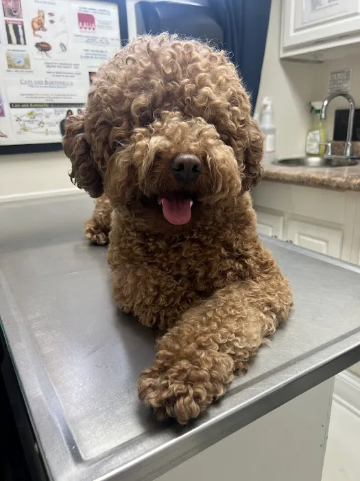 Clark Animal Hospital 12