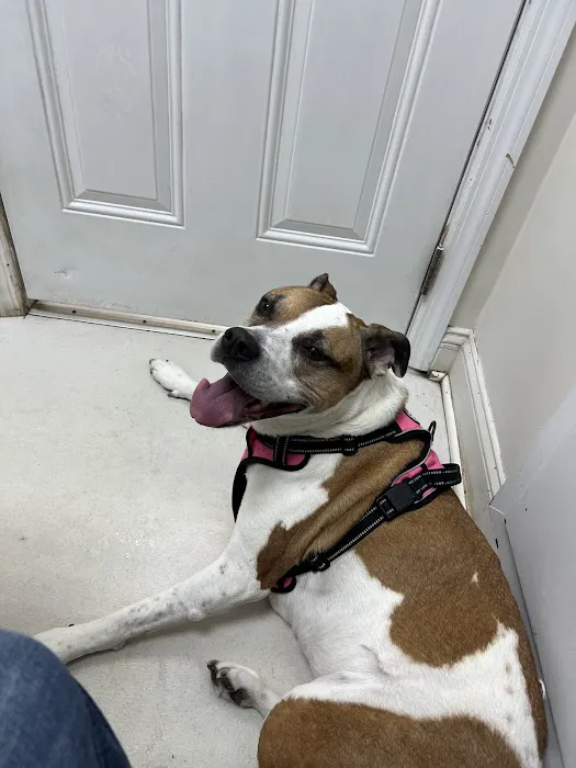 Clark Animal Hospital 12