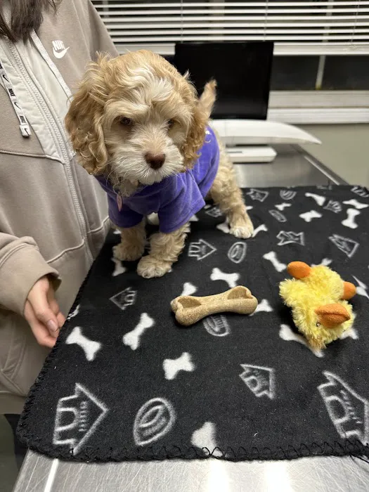 Rahway Veterinarian 12