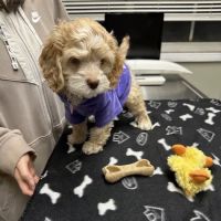 Rahway Veterinarian ico