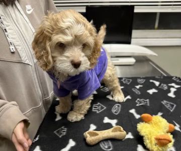 Rahway Veterinarian