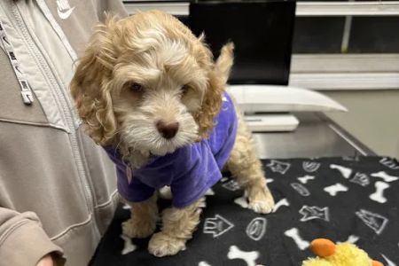 Rahway Veterinarian