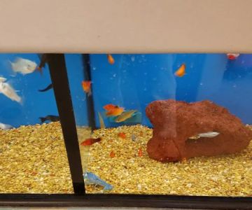 Petco