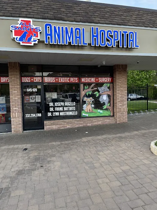 All Saints Animal Hospital 12