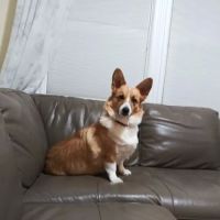 All Saints Animal Hospital ico