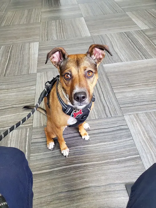 Pleasant Plains Animal Hospital South 12