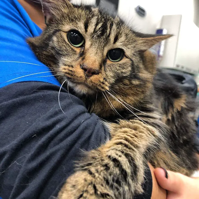 Pleasant Plains Animal Hospital South 12