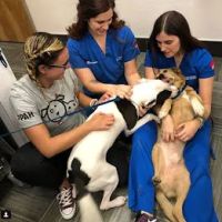 Pleasant Plains Animal Hospital South ico
