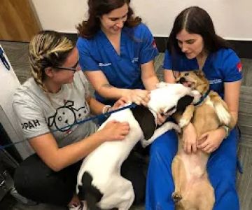 Pleasant Plains Animal Hospital South