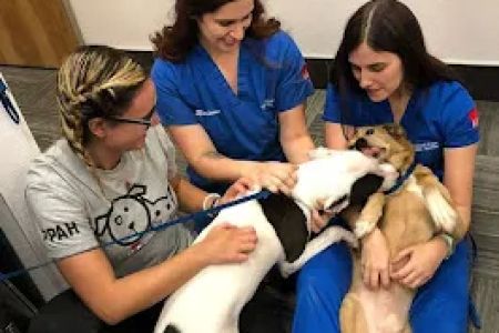Pleasant Plains Animal Hospital South