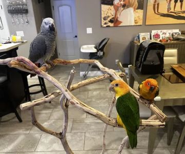 Dallas Parrots