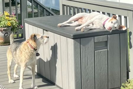 Basking Ridge Animal Hospital