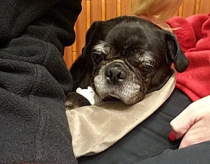 Basking Ridge Animal Hospital 12