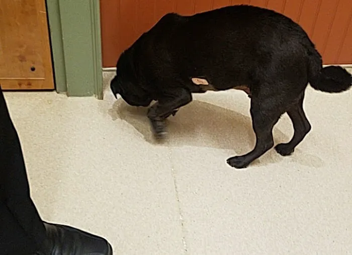 Basking Ridge Animal Hospital 12