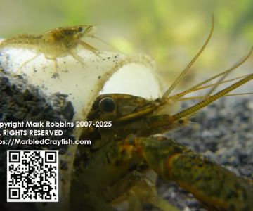 The ORIGINAL Marbled Crayfish