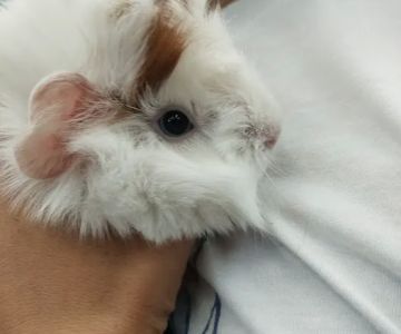 Petco