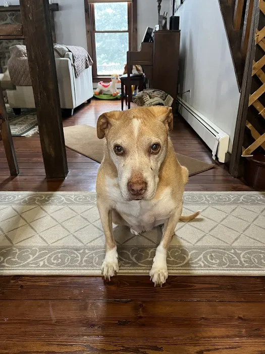 Califon Animal Hospital 12