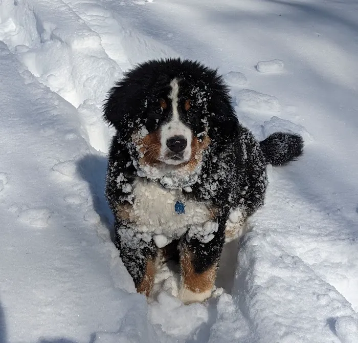 Califon Animal Hospital 12
